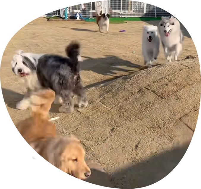 キャスト