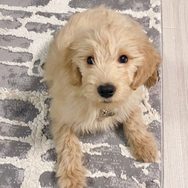 当店のもふもふ達 大型犬カフェ Grand Mou ぐらんむー