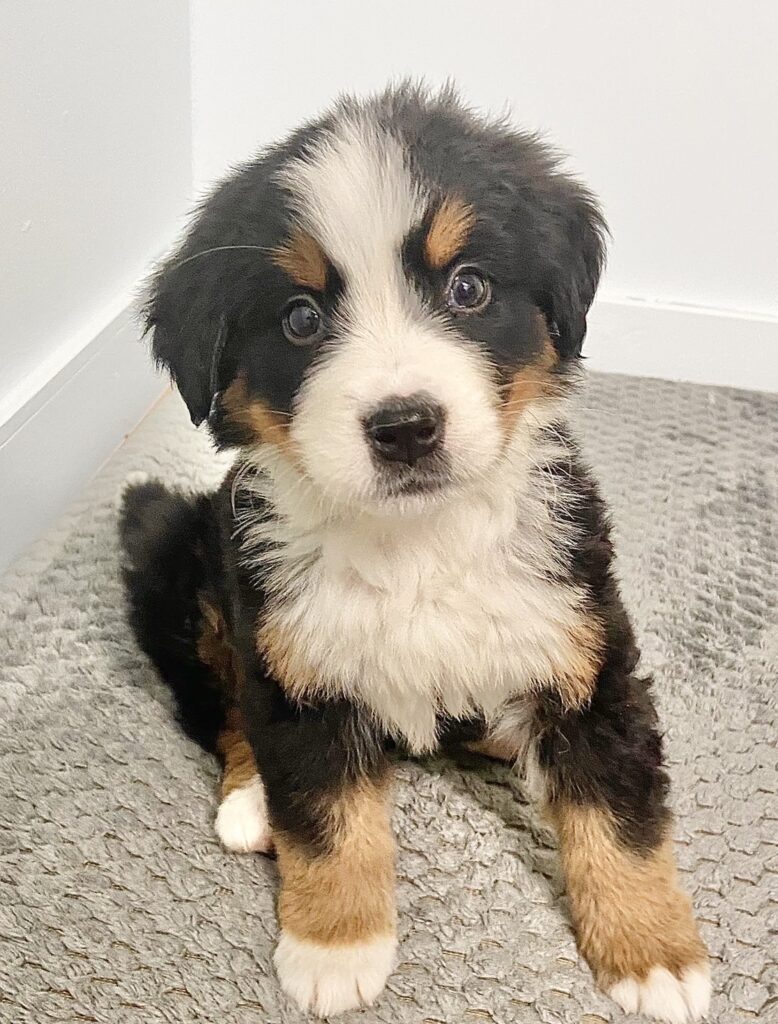 当店のもふもふ達 大型犬カフェ Grand Mou ぐらんむー 当店のもふもふ達 大型犬カフェ Grand Mou ぐらんむー