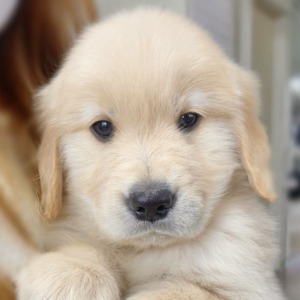 当店のもふもふ達 大型犬カフェ Grand Mou ぐらんむー