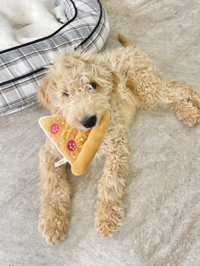 当店のもふもふ達 大型犬カフェ Grand Mou ぐらんむー