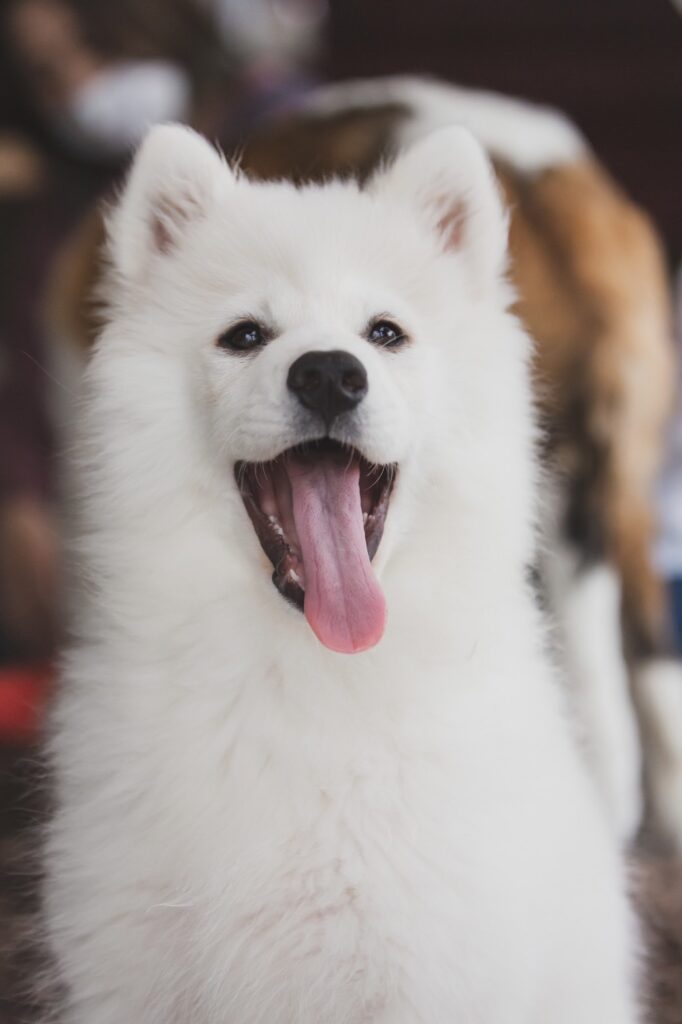 当店のもふもふ達 大型犬カフェ Grand Mou ぐらんむー