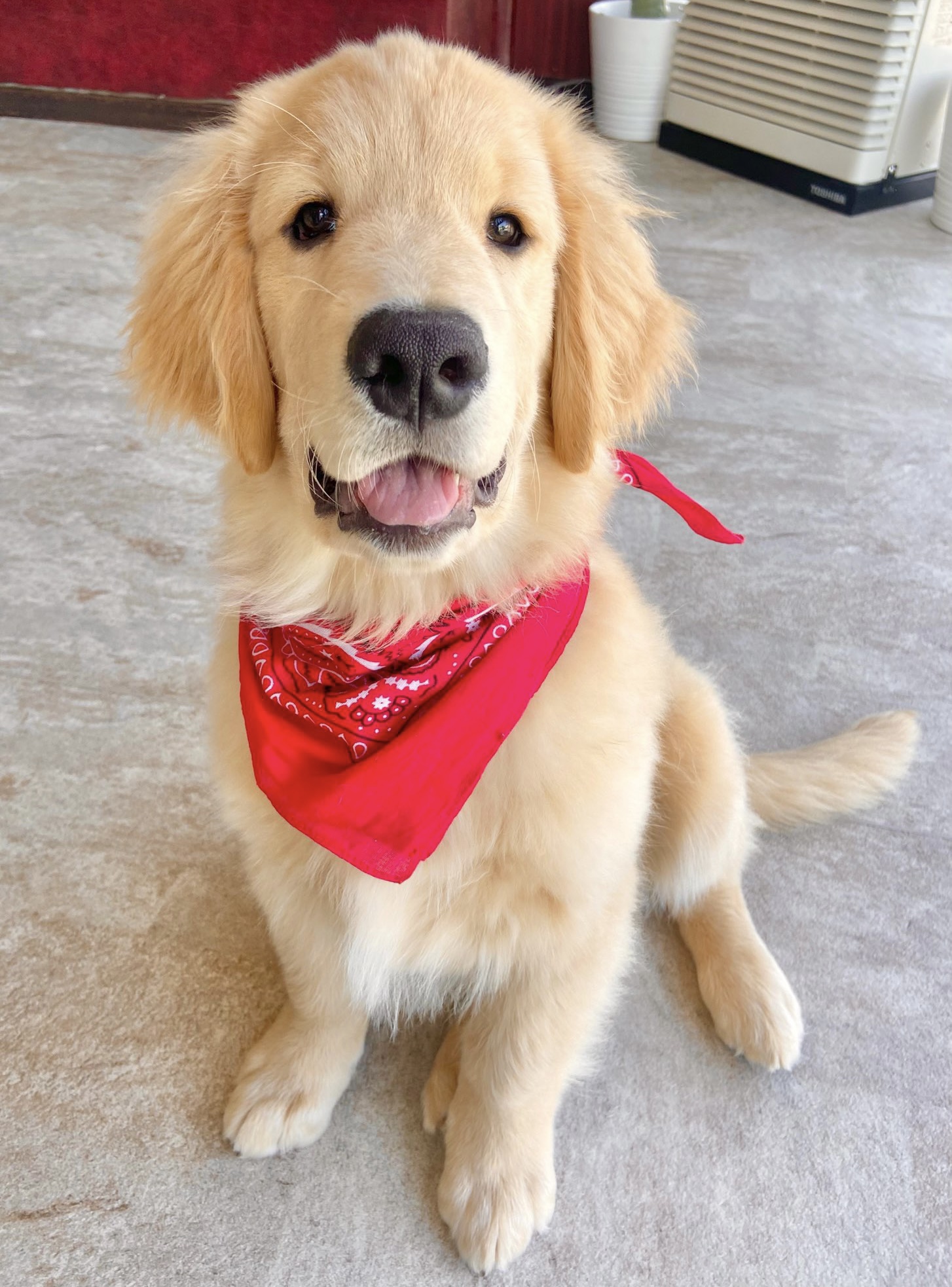 当店のもふもふ達 大型犬カフェ Grand Mou ぐらんむー