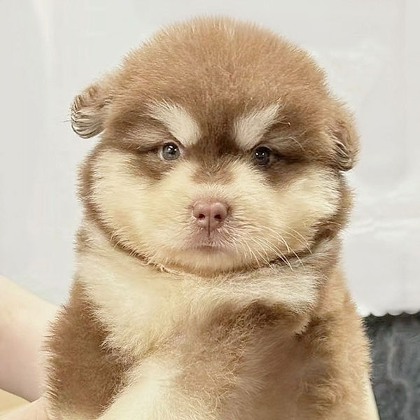 ナンシー