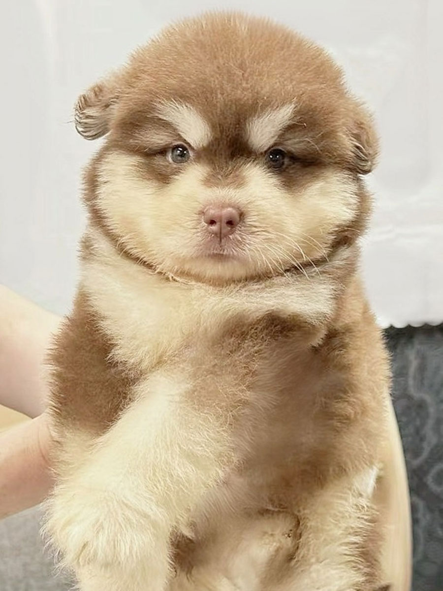 ナンシー