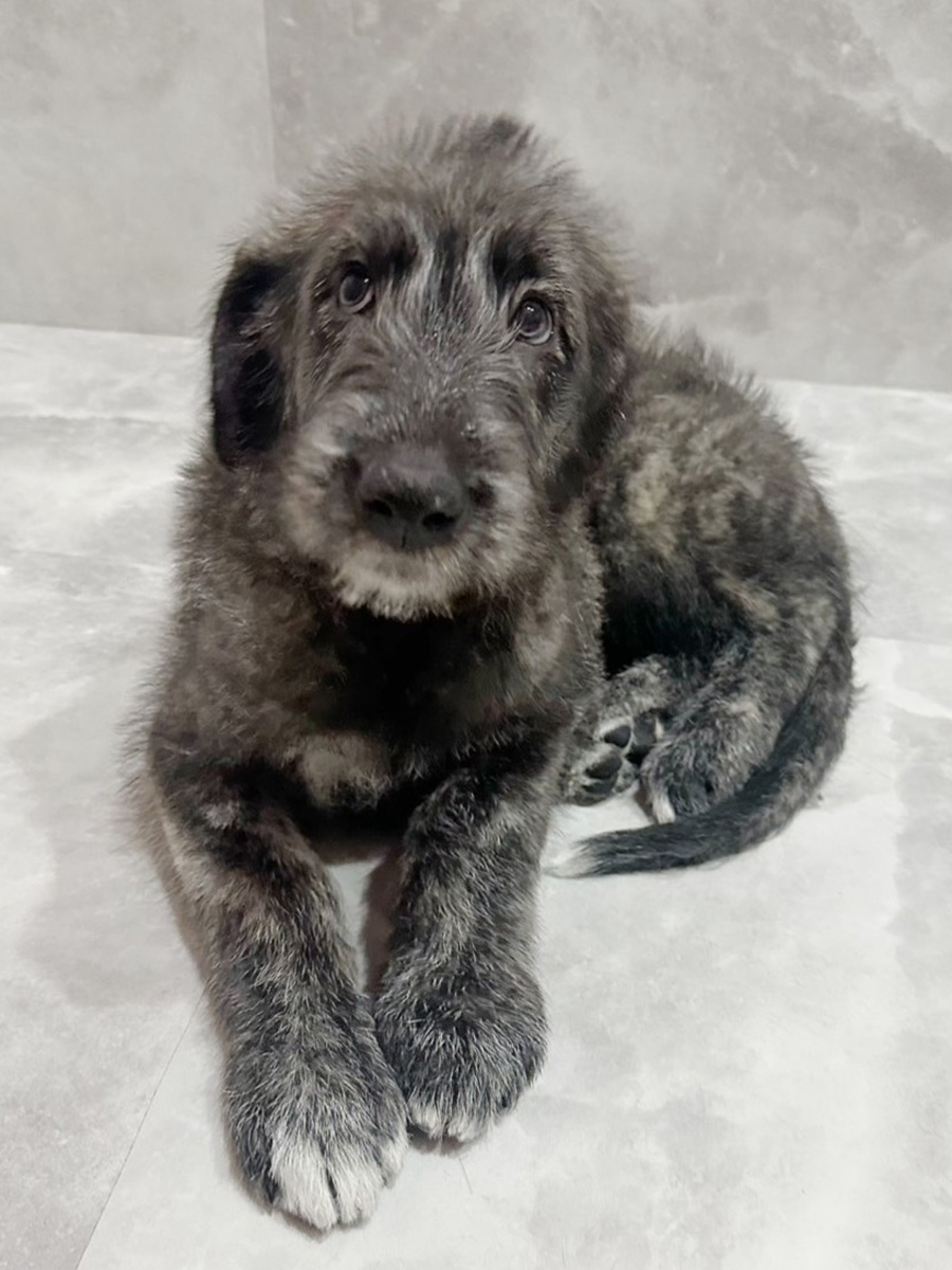 ジェアンティーナ